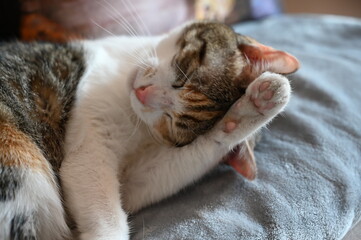 Fototapeta na wymiar A closeup of one of our cats doing the usual paw licking and grooming while enjoying the afternoon winter sun in our living room