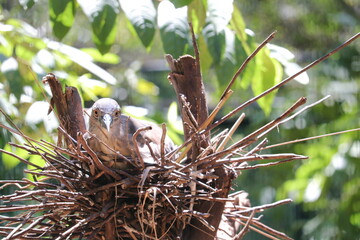 A bird is staying at its home in the zoo