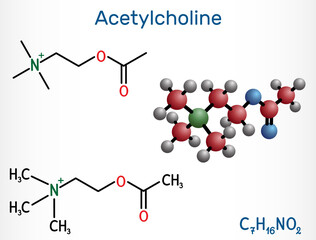 Acetylcholine, ACh molecule. It is parasympathomimetic neurotransmitter, vasodilator agent, hormone, human metabolite. Structural chemical formula and molecule model