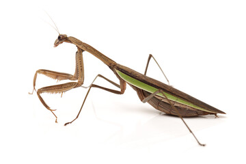 Green mantis isolated on a white background 
