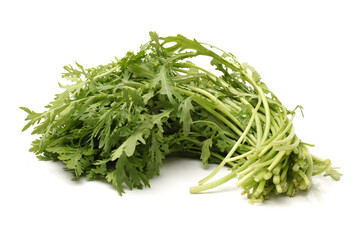 Green mantis isolated on a white background 