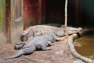 A group of crocodiles next to a puddle.