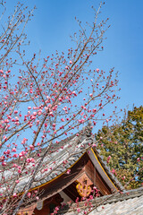 Fototapeta premium Sakura in Nara temple