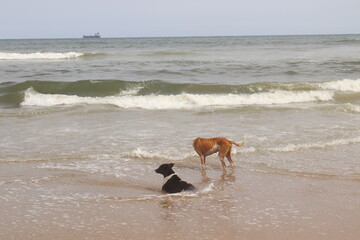  A group of thin dogs are bathing on marina beach.