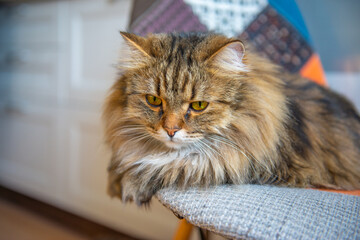 beautiful fluffy gray cat lies on a chair. High quality photo