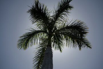 Naklejka na ściany i meble Palms wallpaper. Tropical palm leaf background, coconut palm trees. Summer tropical island, vacation pattern.