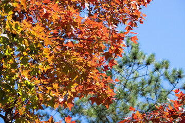 Red leaves of Liquidambar formosa or Sweet Gum Woods in Tai Tong,Tai Lam Country Park ,Hong Kong