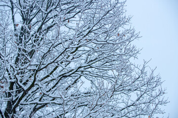 Snow covered branch against snowy background. Tree branch in snow. Frozen in the ice tree branches in winter background.