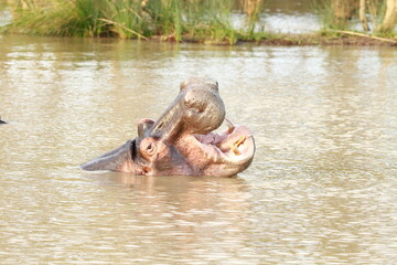 Fototapeta na wymiar Hippopotamus Image in South Africa (hippo pictures)