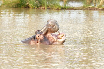 Hippopotamus Image in South Africa (hippo pictures)