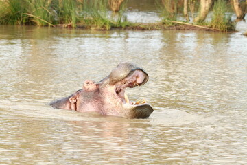 Hippopotamus Image in South Africa (hippo pictures)