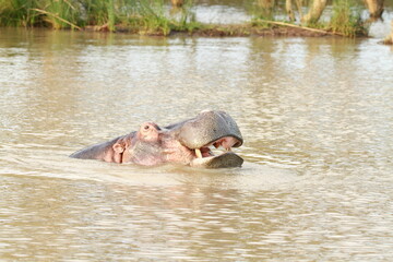 hippopotamus Image in South Africa (hippo pictures)