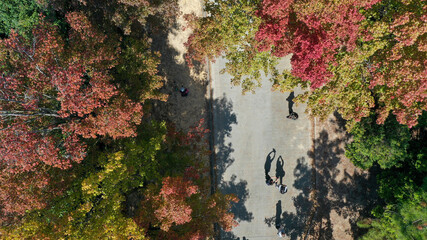 Aerial view Red leaves of Liquidambar formosa or Sweet Gum Woods in Tai Tong,Tai Lam Country Park ,Hong Kong