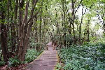 a wooden bridge in a deep forest