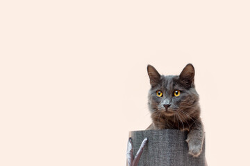 Fluffy gray cat sits in a gift bag on pastel pink. Pet gift, animal care and veterinary medicine concept.