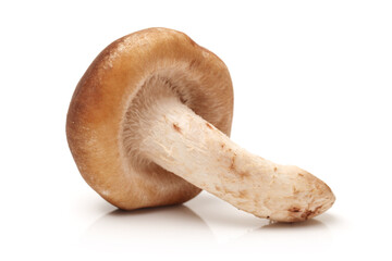 Shiitake mushroom on the White background 