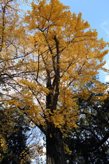 奈良公園の綺麗な紅葉