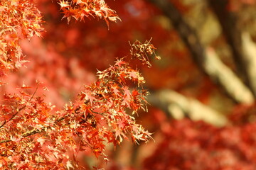 奈良公園の綺麗な紅葉