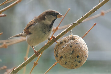 Feeding a sparrow in winter, using a ball of food - Passer domesticus