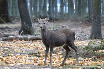 奈良公園の鹿