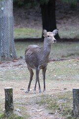 奈良公園の鹿