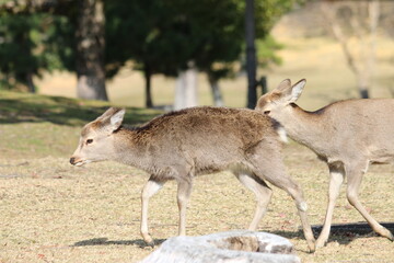しかせんべいを求めてさまよい歩く奈良公園の鹿