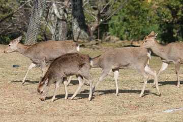 Naklejka na ściany i meble しかせんべいを求めてさまよい歩く奈良公園の鹿