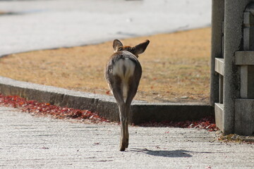 かわいい鹿のおしり