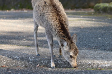 しかせんべいを求めてさまよい歩く奈良公園の鹿