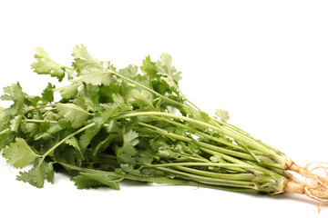 coriander