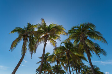 Fototapeta na wymiar Palms trees on the Riviera Maya Mexico on blu sky as background
