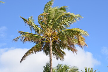 Naklejka premium Maurice island. Indian Océan.