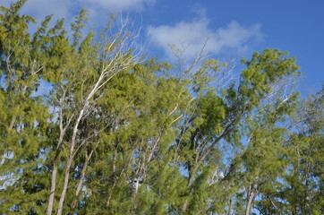 Maurice island. Indian Océan.