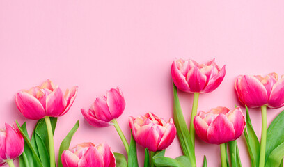 Pink pastel background with pink tulips. Flowers banner.  Copy space, top view. 