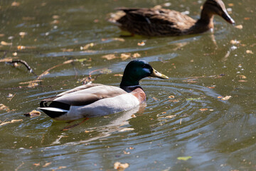 Obraz premium Duck swimming in the water