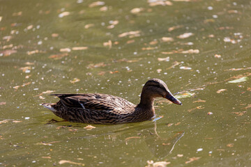 Duck swimming in the water