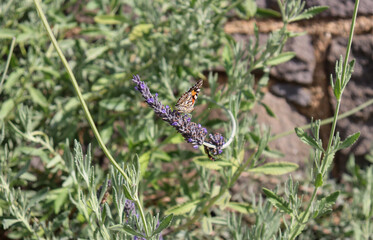 full frame of lavender and butterfly