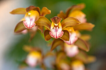 Fototapeta na wymiar Cymbidium Orchid 'Samurai Soul', a hybrid orchid flower