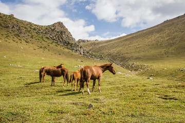 Fototapeta na wymiar Beautiful brown horses grazing on green hills in a mountain valley on a sunny day