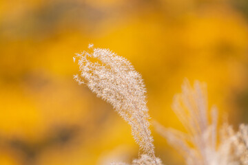 Obraz premium 紅葉とススキ