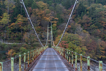 Fototapeta premium 秋の井川大橋