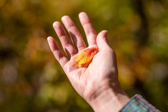 560 件の最適な 落ち葉拾い 画像 ストック写真 ベクター Adobe Stock