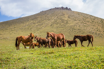 Beautiful brown horses grazing on green hills in a mountain valley on a sunny day