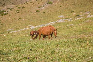 Fototapeta na wymiar Beautiful brown horses grazing on the green meadow in highlands on sunny Summer day.