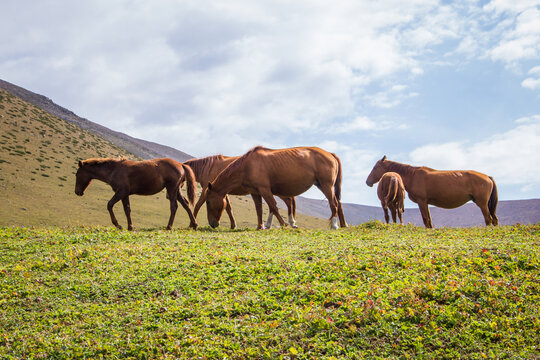Beautiful brown horses grazing on the green meadow in highlands on sunny Summer day.