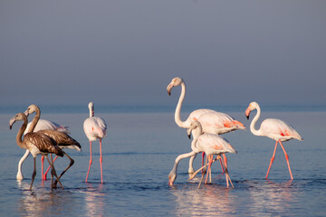 Wild african birds. Group birds of pink african flamingos  walking around the blue lagoon on a sunny day