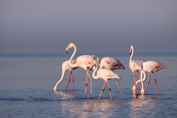 Wild african birds. Group birds of pink african flamingos  walking around the blue lagoon on a sunny day
