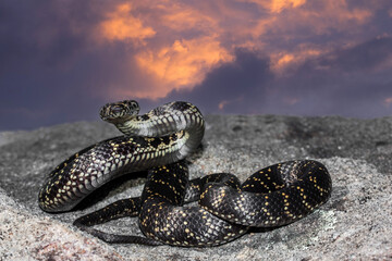 Australian endangered Broad-headed Snake in defence position