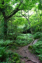 a flourishing fresh green forest with a path
