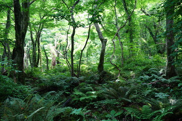 Fototapeta premium a lively primeval forest in springtime
